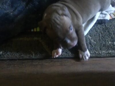 Puppy American bullie