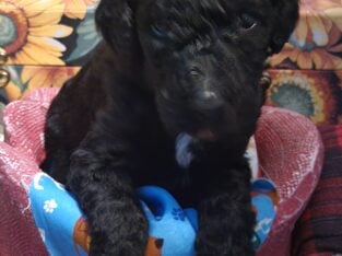 Akc reg Standard poodles born March 6th