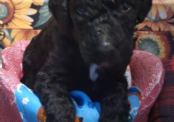 Akc reg Standard poodles born March 6th