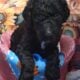 Akc reg Standard poodles born March 6th