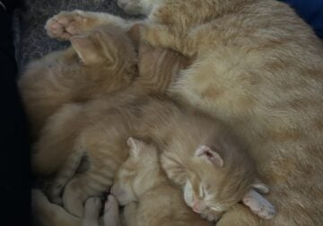 Orange Tabbies for Free