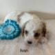 Cavapoo babies