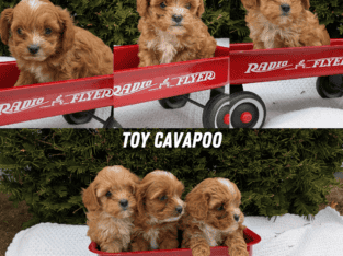 TOY CAVAPOO PUPS BORN FEB 26