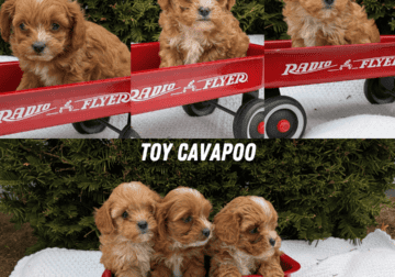 TOY CAVAPOO PUPS BORN FEB 26