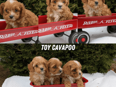 TOY CAVAPOO PUPS BORN FEB 26