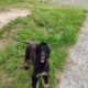 Afghan hound