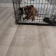 2 male/female Corgy Bull Terrier Puppies