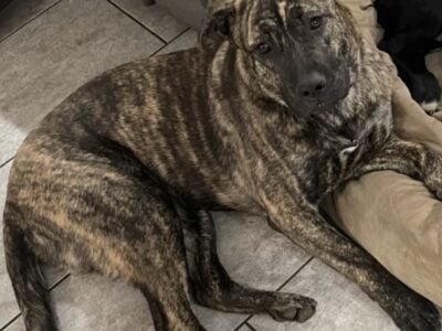 Looking for her forever home