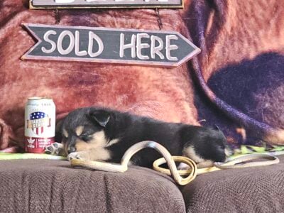 Blue heeler/Australian Sheppard, husky mix