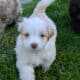 5 Miniature Aussiedoodle puppies