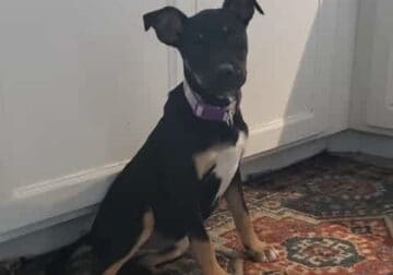 Lucy – Black and Brown Medium Female