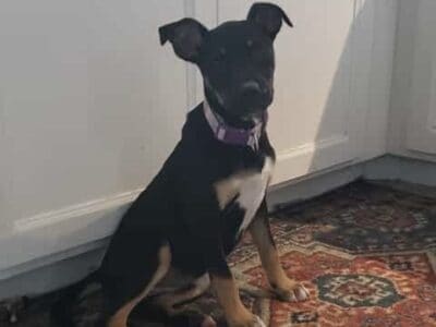 Lucy – Black and Brown Medium Female