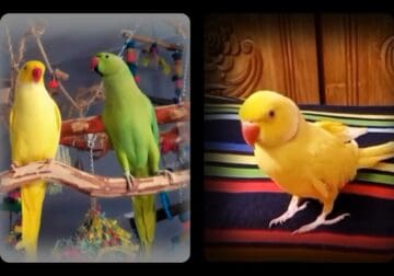 Beautiful Ringneck Parrots