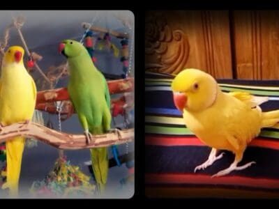 Beautiful Ringneck Parrots