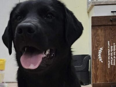 Still searching for my forever home!