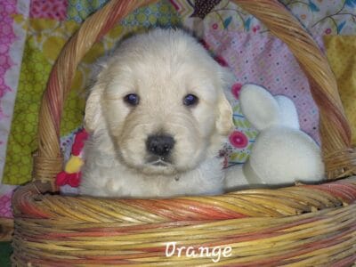 Orange AKC