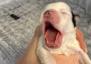 Mr. Hugo (Litter named after Minnesota cities)