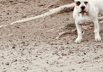 Piebald Standard American Bully
