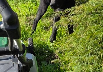 CANE COSO “LABRADOR CORSO”