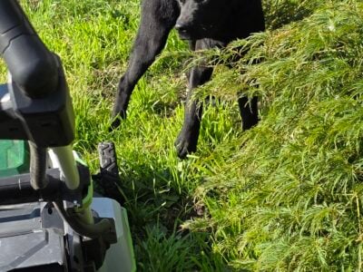 CANE COSO “LABRADOR CORSO”