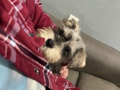 CKC MINI SCHNAUZER