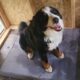Bernese mountain STUD