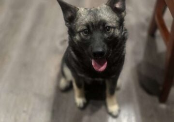 Norwegian elkhound rehome