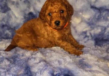 F1b Petite Goldendoodles