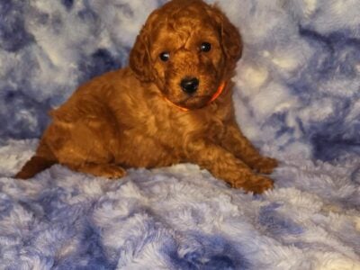 F1b Petite Goldendoodles
