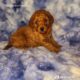 F1b Petite Goldendoodles
