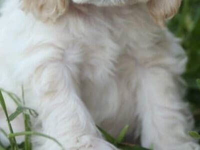 Cocker Spaniel puppies