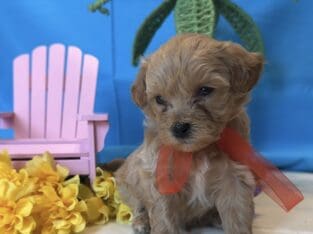 Shih Poo Puppy 🐶 – Vaccinated & Dewormed