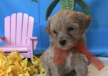 Shih Poo Puppy 🐶 – Vaccinated & Dewormed