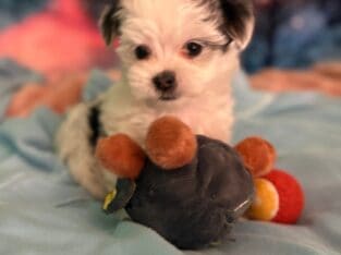Mr. Hugo (Litter named after Minnesota cities)