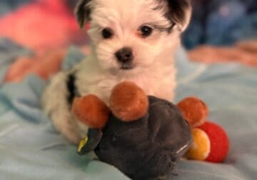 Mr. Hugo (Litter named after Minnesota cities)