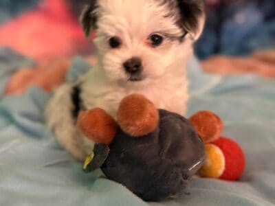 Mr. Hugo (Litter named after Minnesota cit  ...