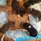 Beagle puppies