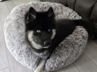 6 month old Husky