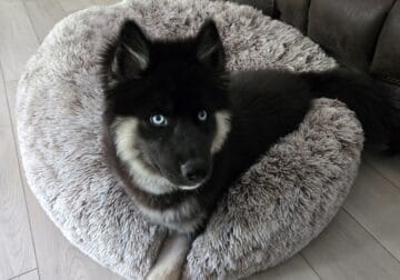 6 month old Husky