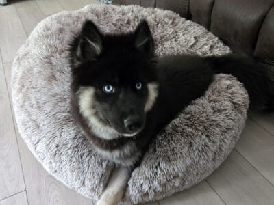 6 month old Husky