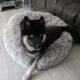 6 month old Husky