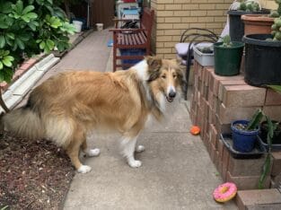 Rough coat collie 9 months old