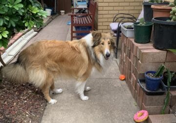 Rough coat collie 9 months old