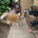 Rough coat collie 9 months old