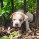 Olde English Bulldog puppies sale or trade