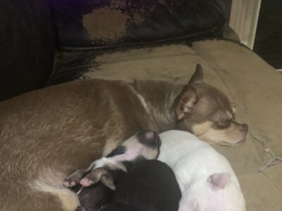 Chihuahuas babies avbl 5/17/25