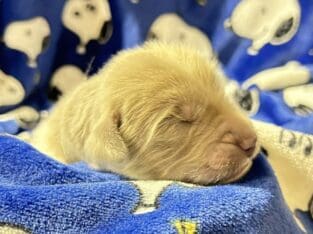 AKC Newfoundland Puppies – Gray – Male – Rory