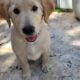 AKC registered puppies