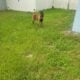 BELGIUN MALINOIS