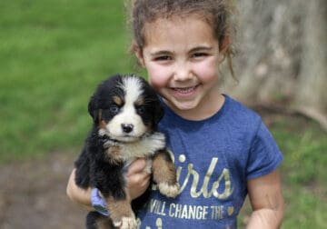Honey – AKC Bernese Mountain Dog Puppy